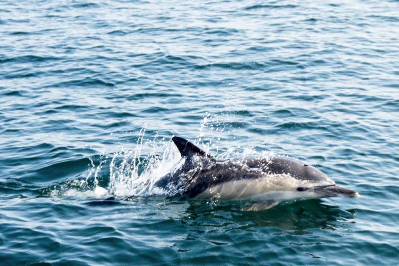 Canículas marinas, una amenaza para el 90% de los corales