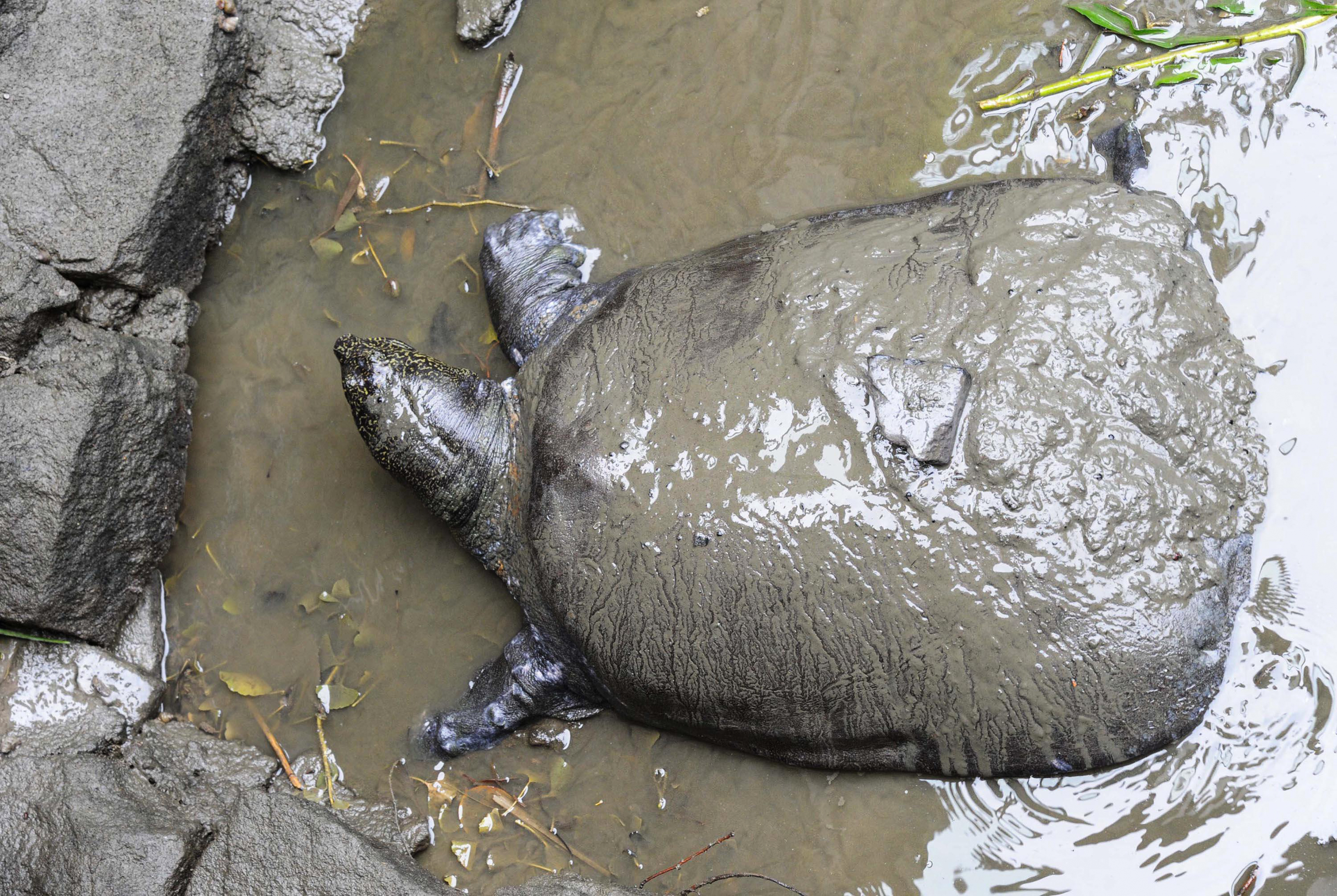 Tortuga del Yangtsé, al borde de la extinción tras una inseminación fallida