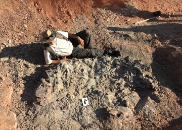 Descubren cementerio de fósiles de 220 millones de años en Argentina