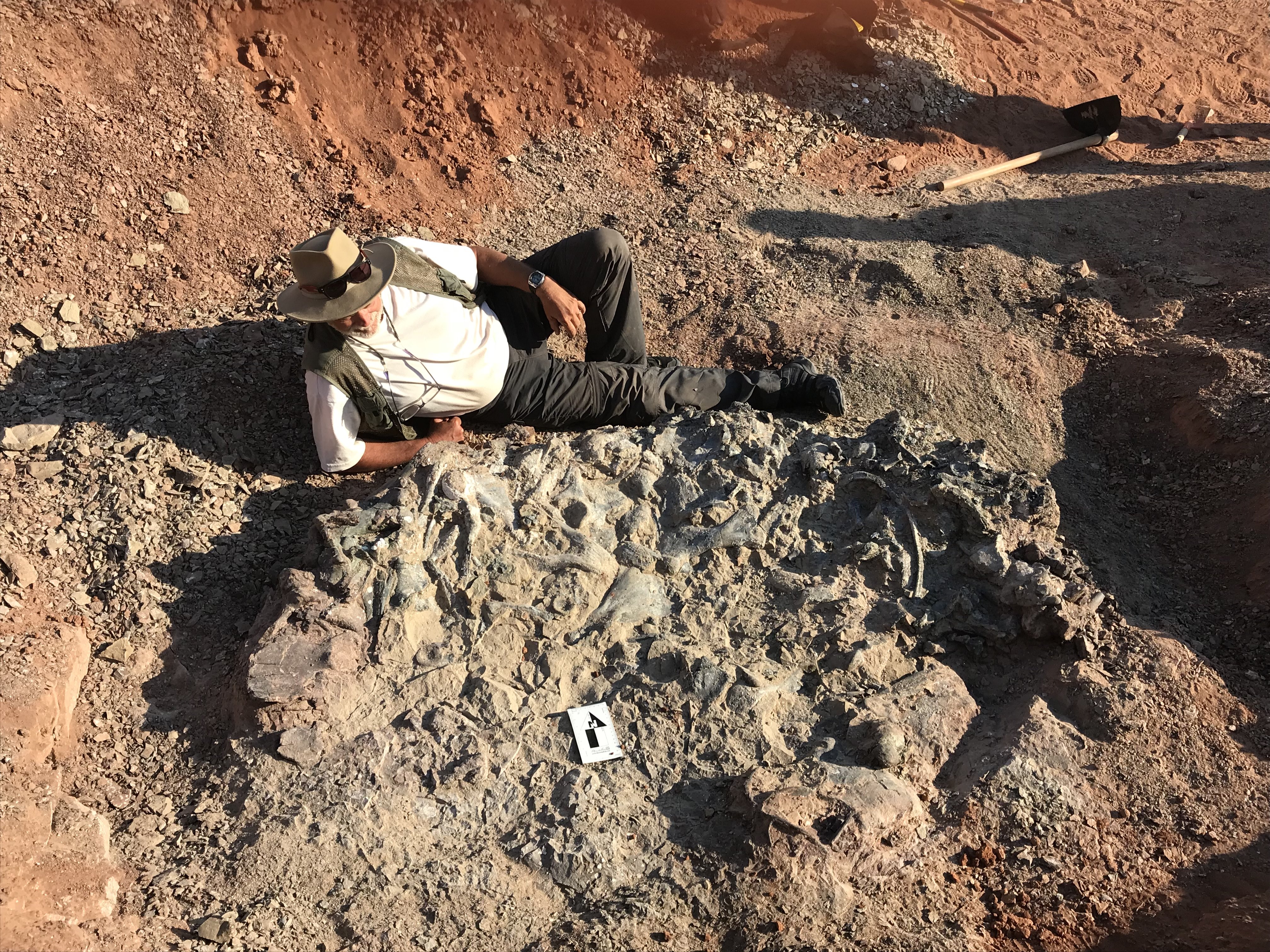 Descubren cementerio de fósiles de 220 millones de años en Argentina