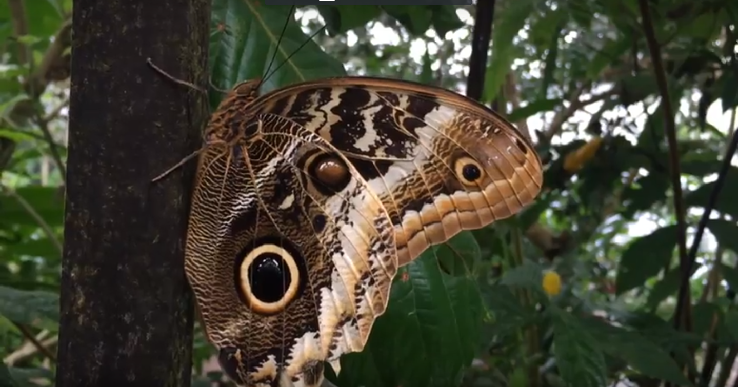 El gran santuario de mariposas en Ecuador