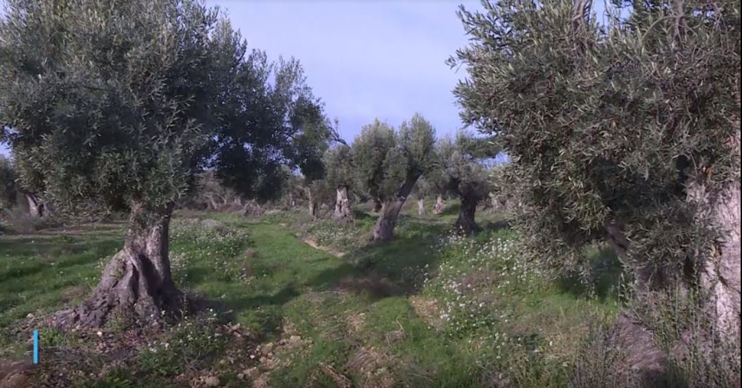 Adopta a un olivo y recibe dos litros de aceite