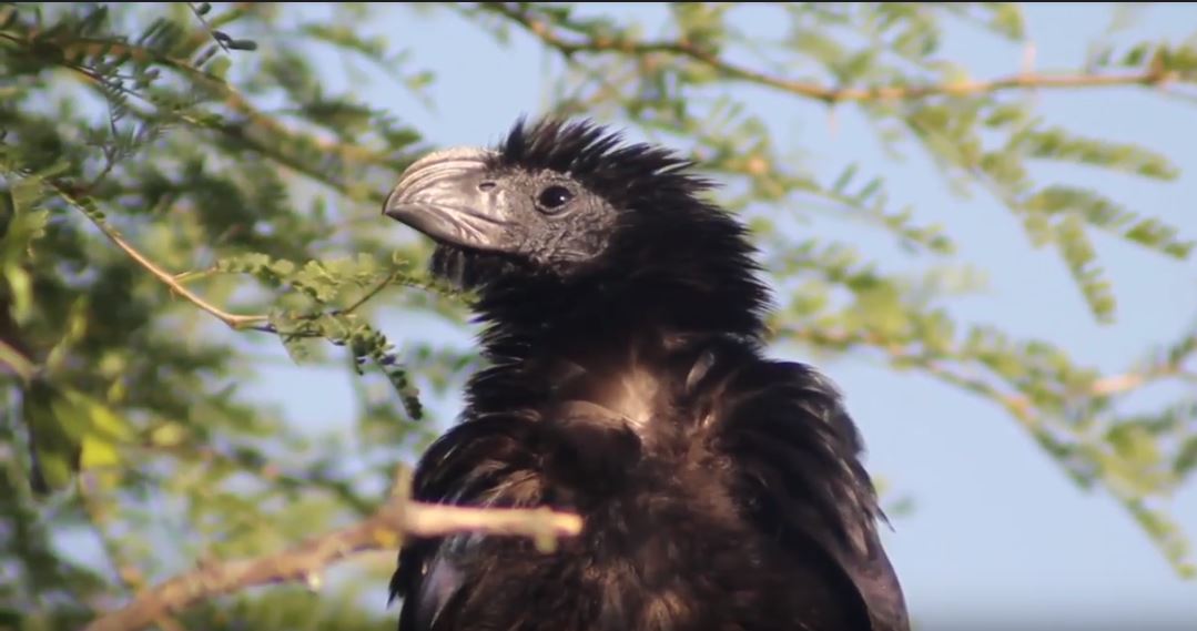 La importancia de las aves en el ecosistema