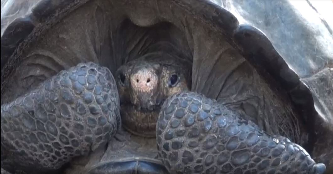 Encuentran tortuga gigante considerada extinta