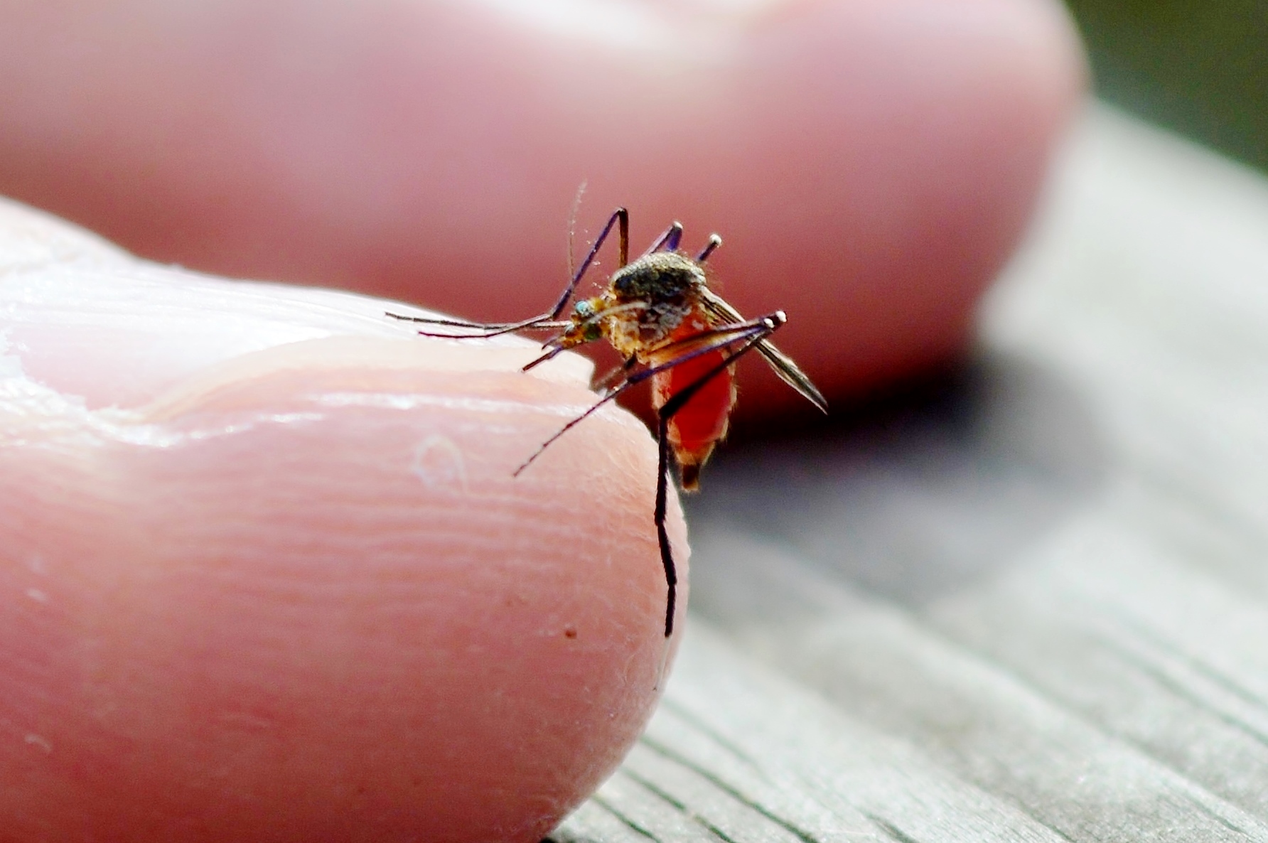 Científicos descubren cómo los mosquitos detectan el sudor humano