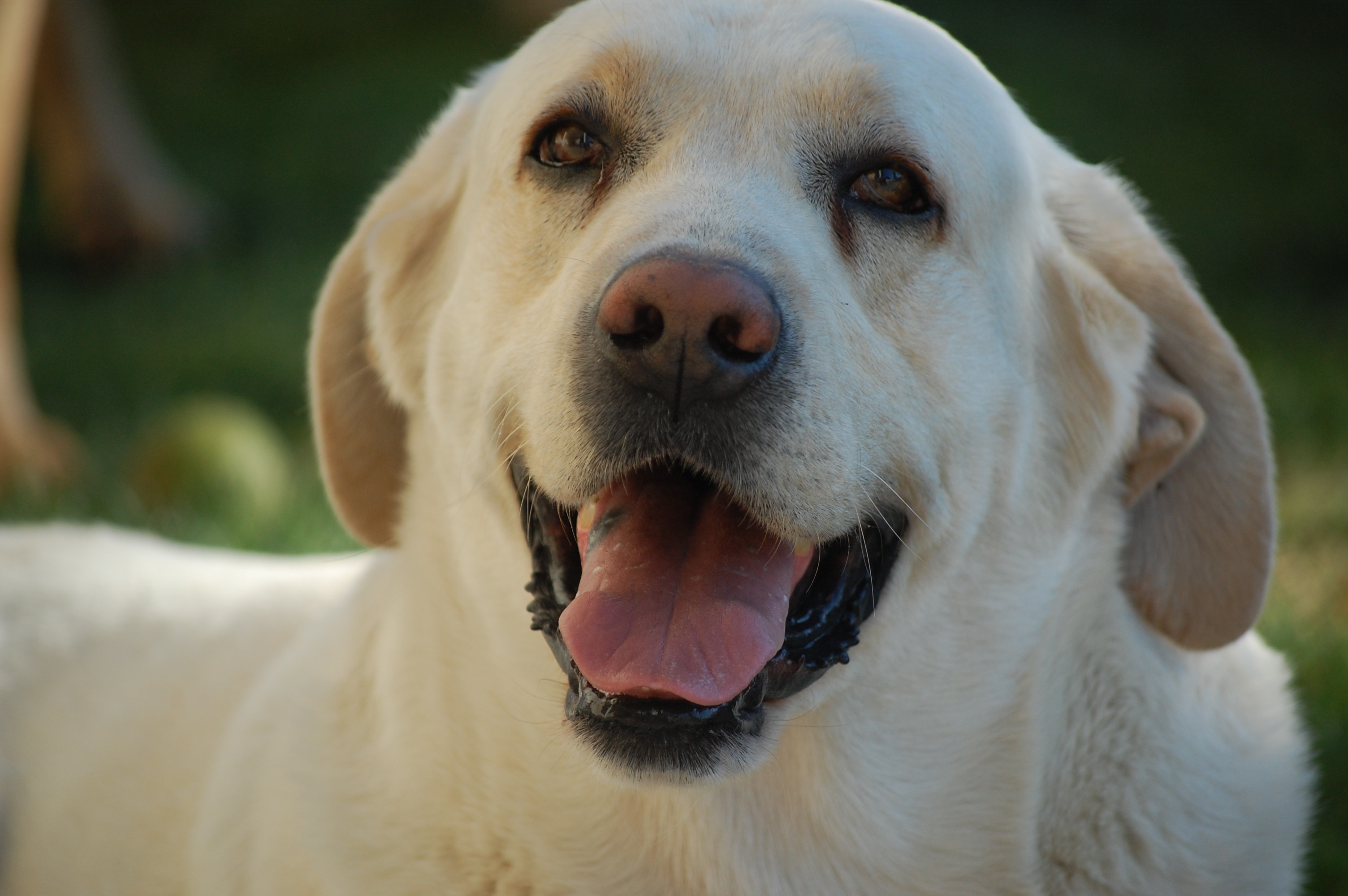 Un estudio muestra que los perros pueden olfatear el cáncer