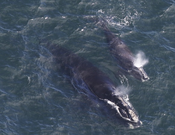 Ballenas adaptan su comunicación para proteger a sus crias