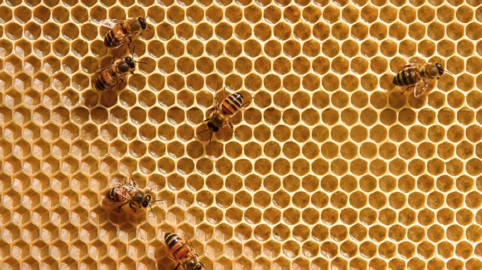 Veneno de abejas tiene efectos positivos contra el mal de Parkinson