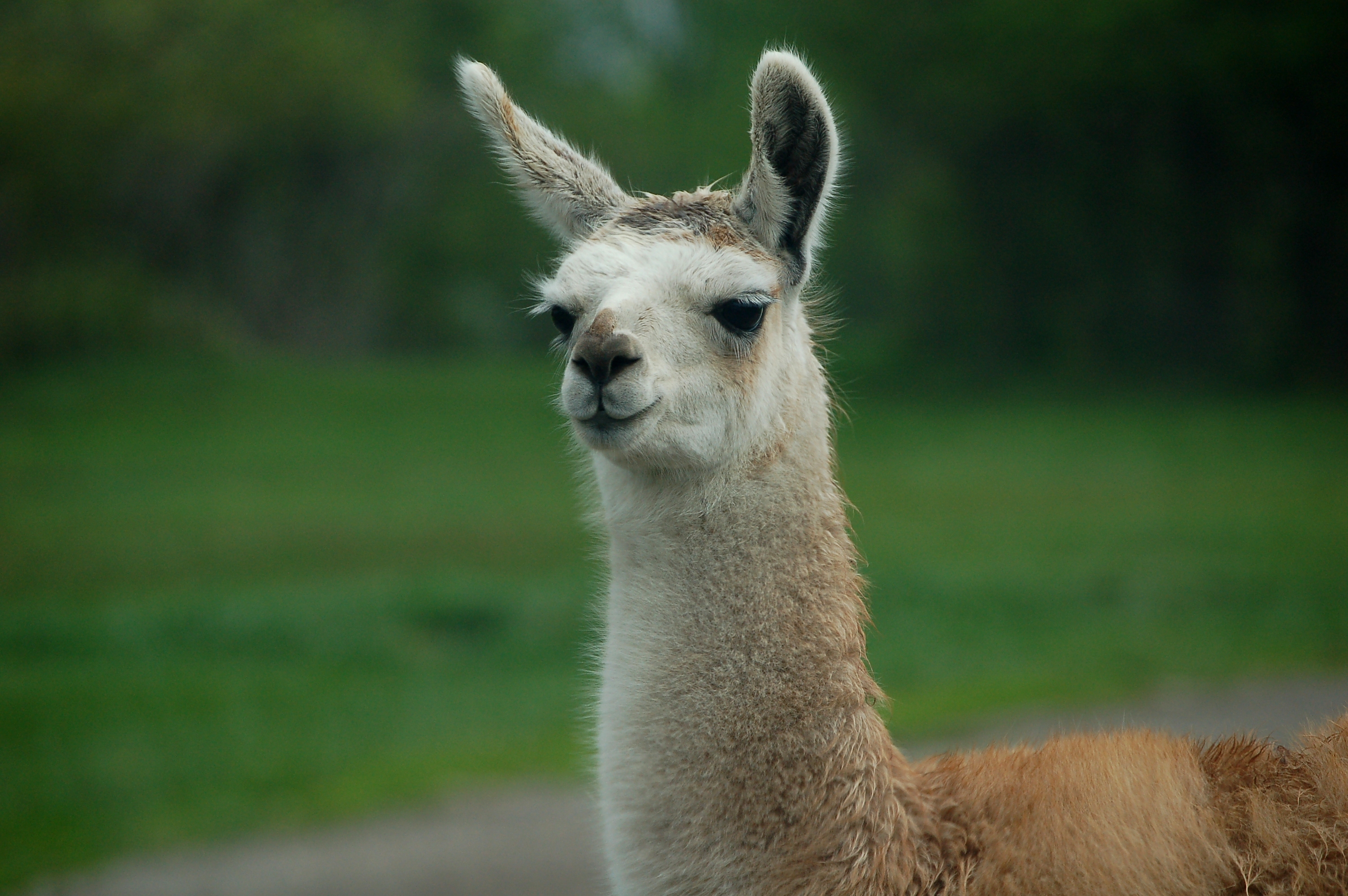 Una llama activista marcha por los derechos civiles