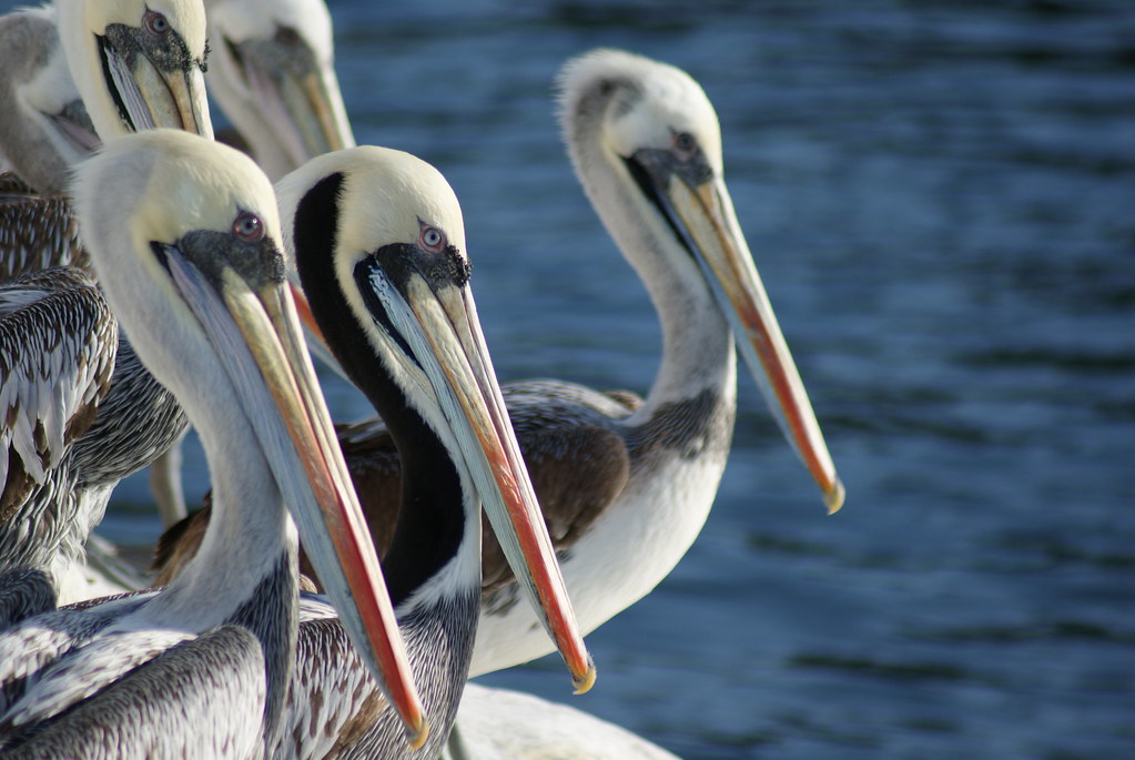 Pelicanos encuentran refugio del frío en aguas mexicanas