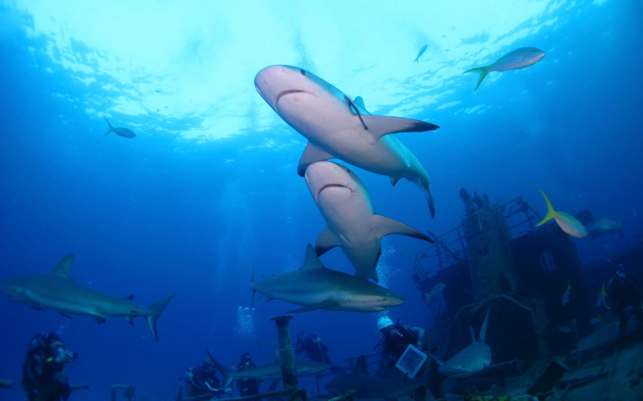 Estudio busca conocer el hábitat de crianza de tiburones Estudio busca conocer el hábitat de crianza de tiburones