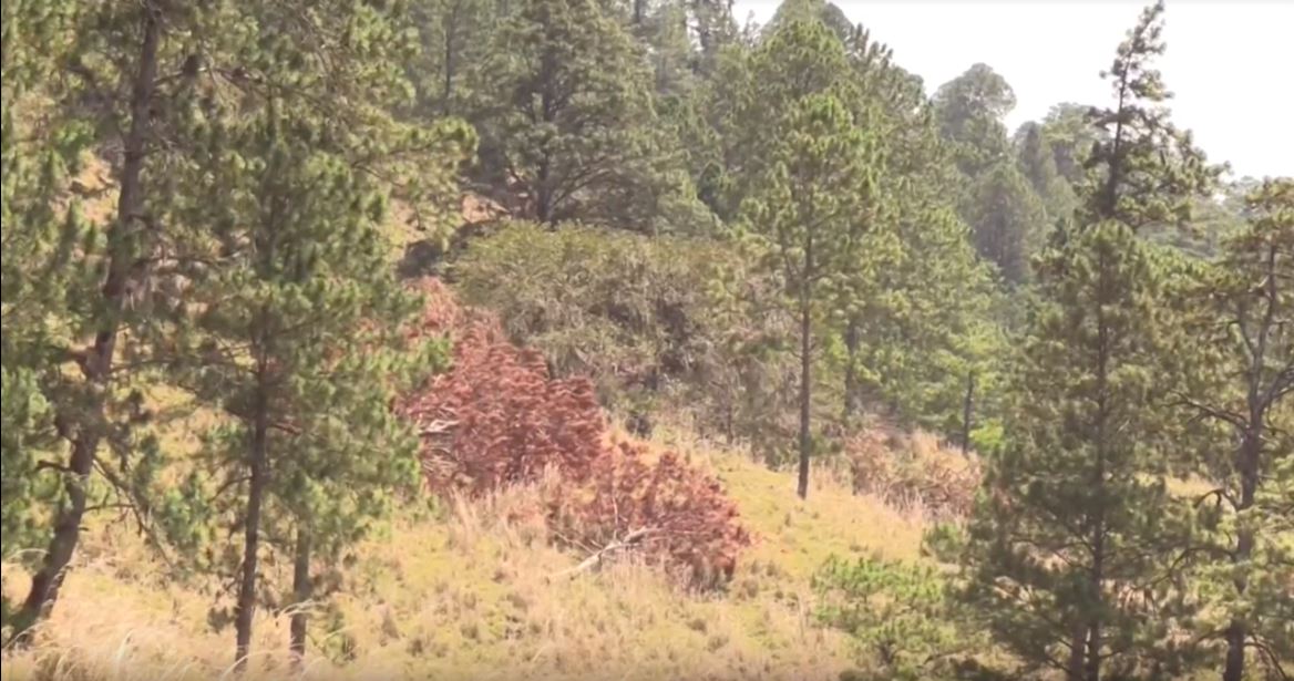 Una plaga amenaza los bosques hondureños