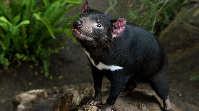 El Demonio de Tasmania le da la vuelta al cáncer