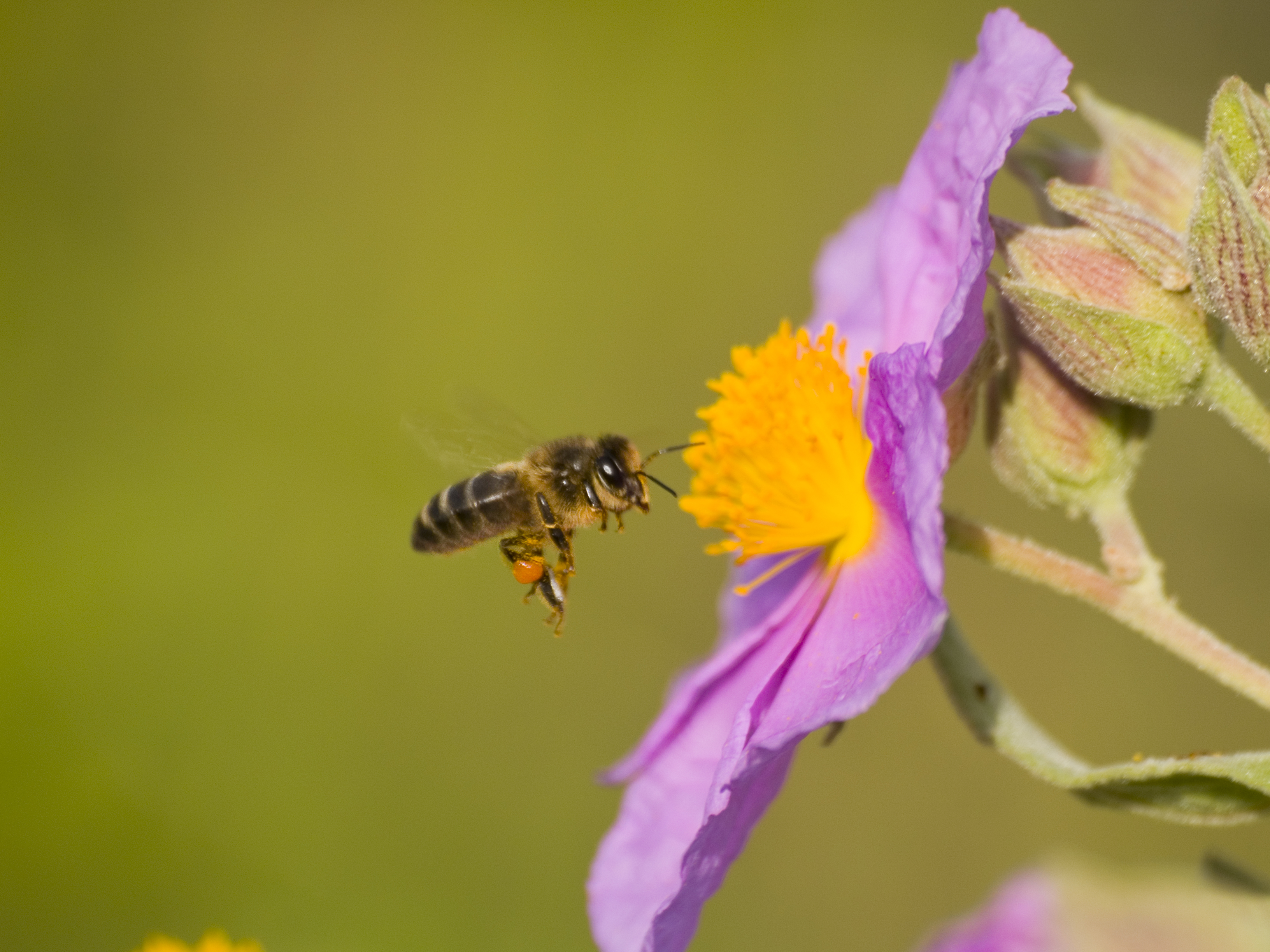 México advierte la extinción de las abejas por el uso de agroquímicos