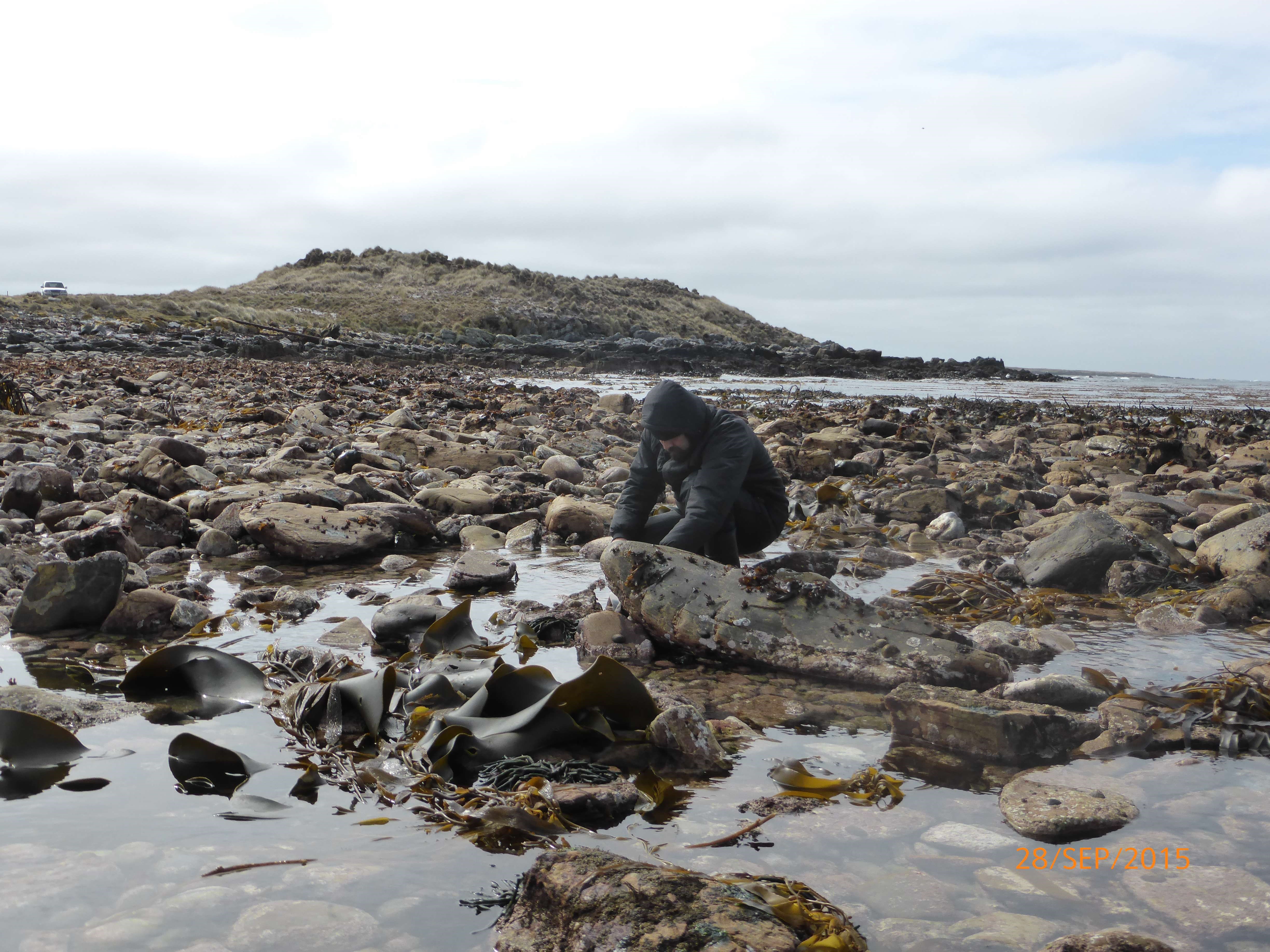 Descubren una nueva especie de lapa marina en la Patagonia chilena