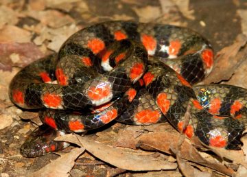 Inédito registro de serpiente de agua en parque nacional de la Amazonía peruana