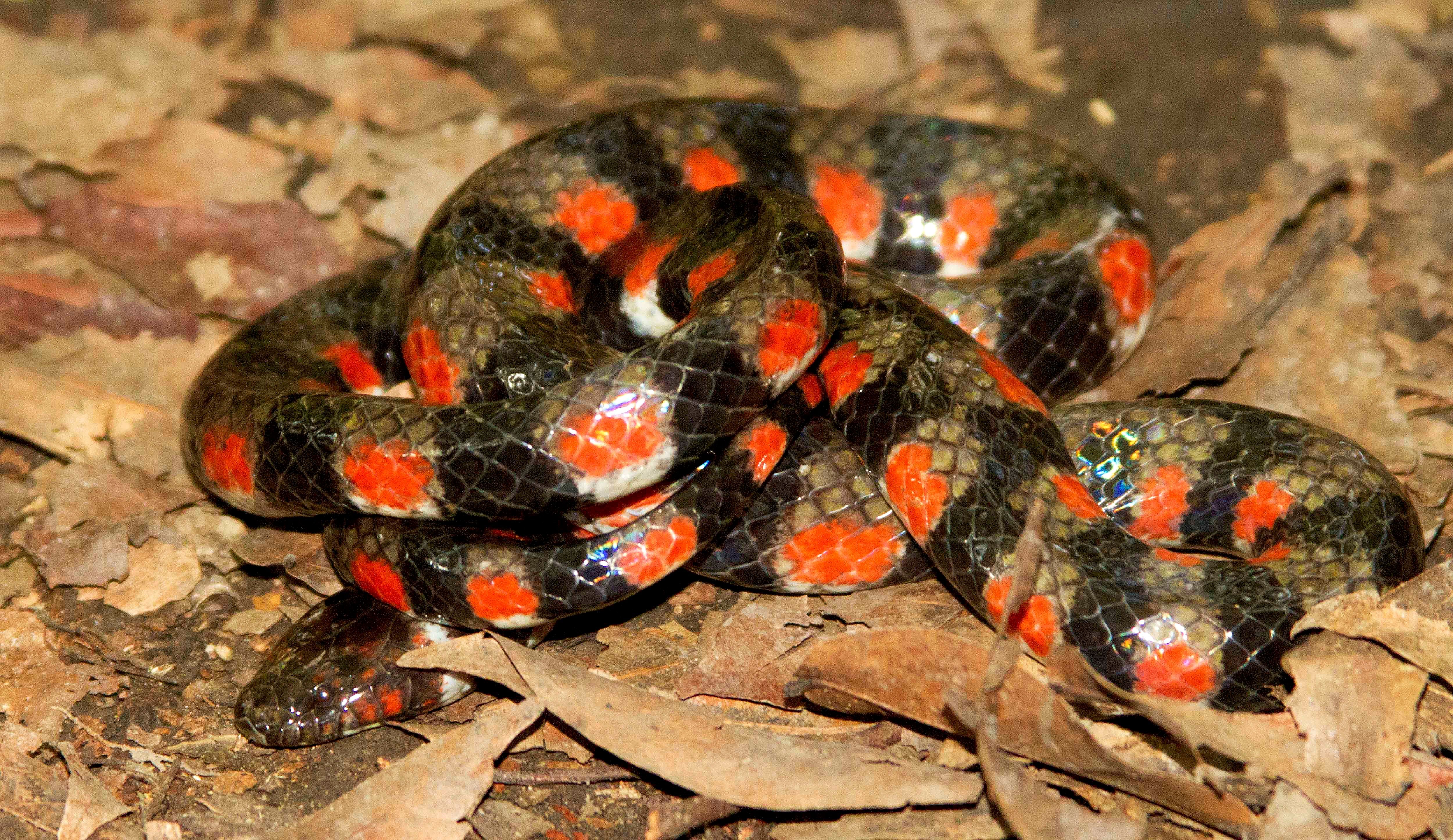 Inédito registro de serpiente de agua en parque nacional de la Amazonía peruana