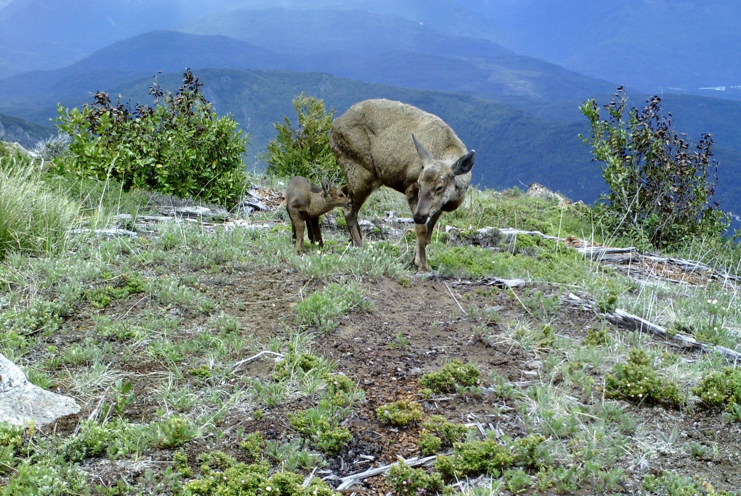 Confirman presencia de una especie en peligro de extinción en Chile