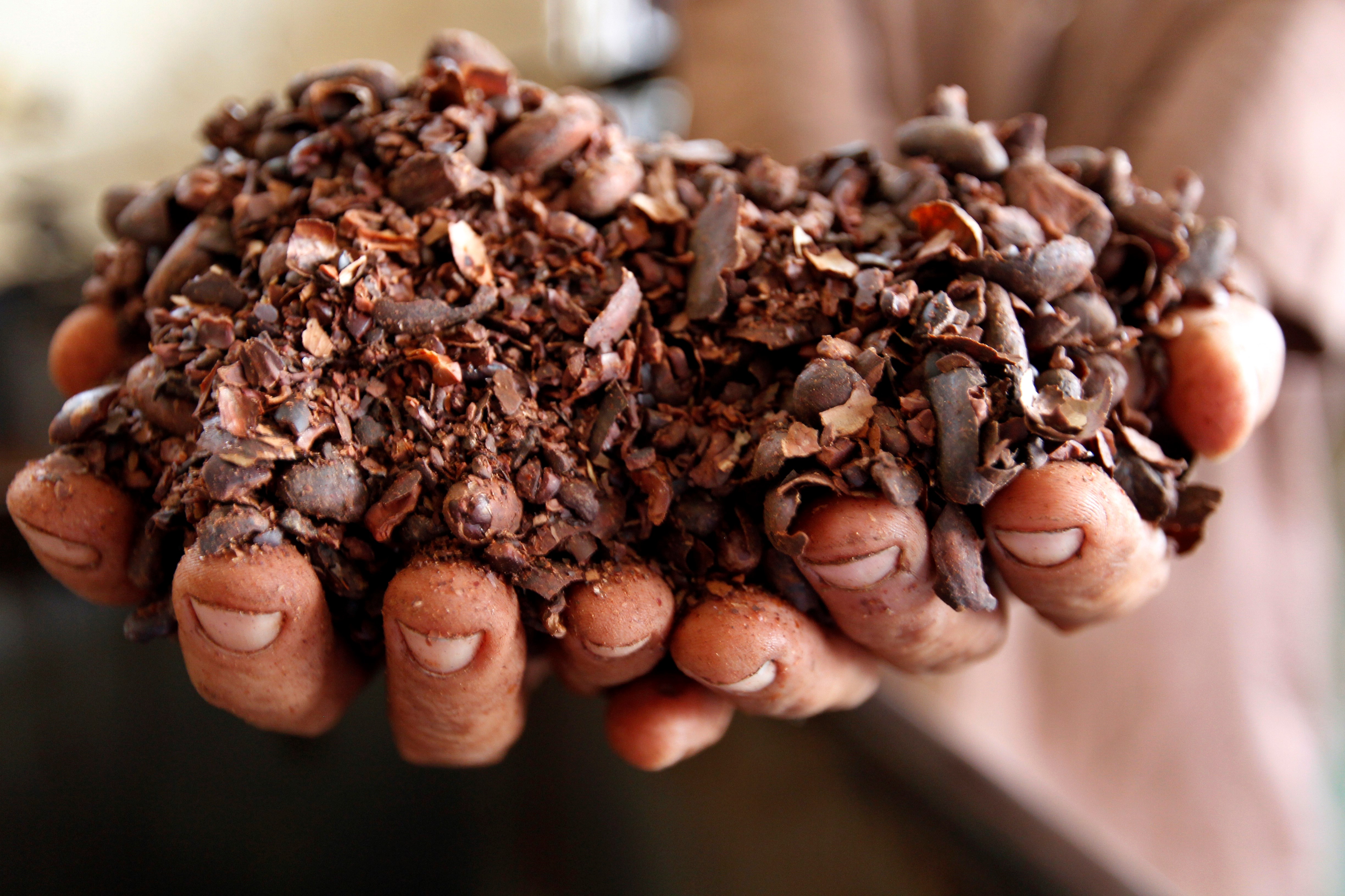 Universidades de Cuba y Bélgica ejecutan un proyecto en el cultivo de cacao