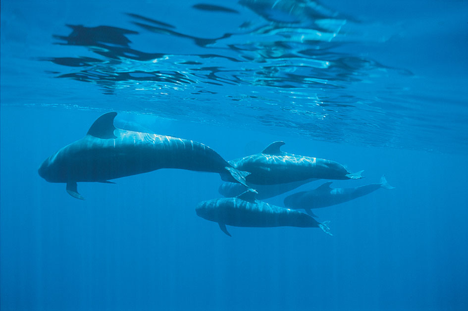 Tres especies de ballenas están en peligro de extinción