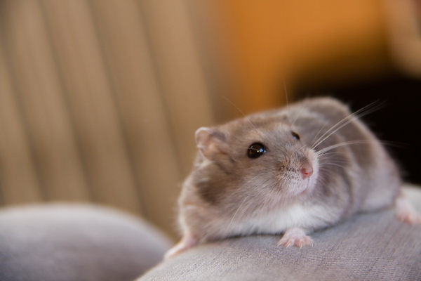 Científica propone estudiar también a ratones hembra en laboratorios