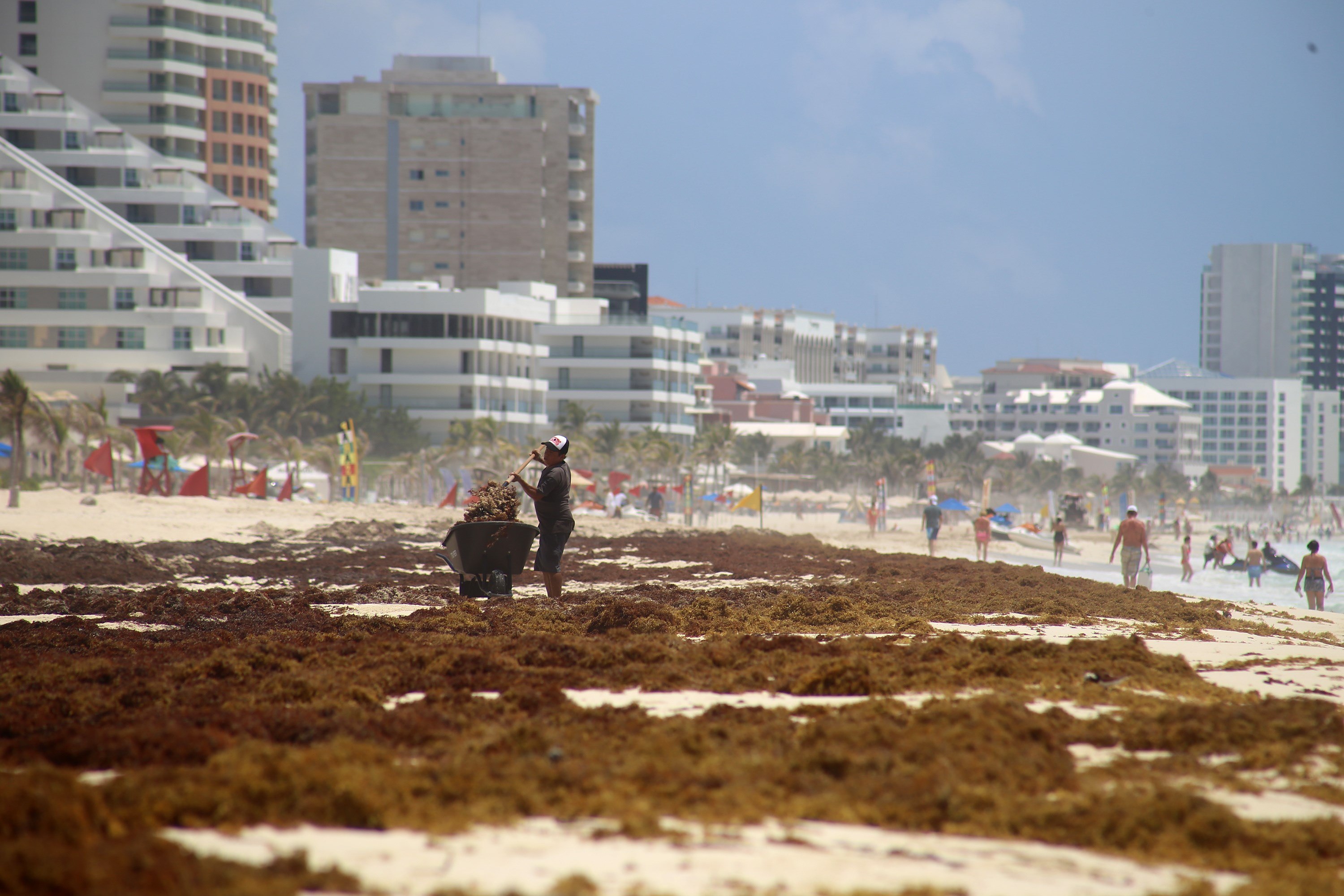 El recale masivo de sargazo daña la industria turística en el caribe mexicano