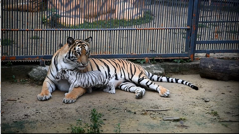 Aumenta por primera vez en 15 años el número de tigres en Bangladés