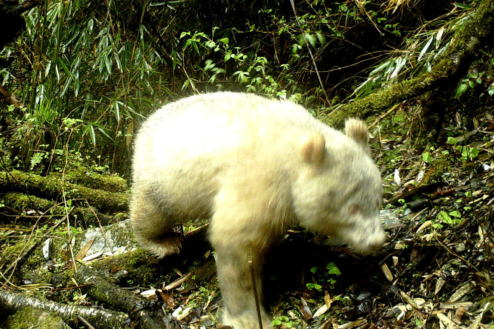 Un raro ejemplar de oso panda albino fue avistado en China