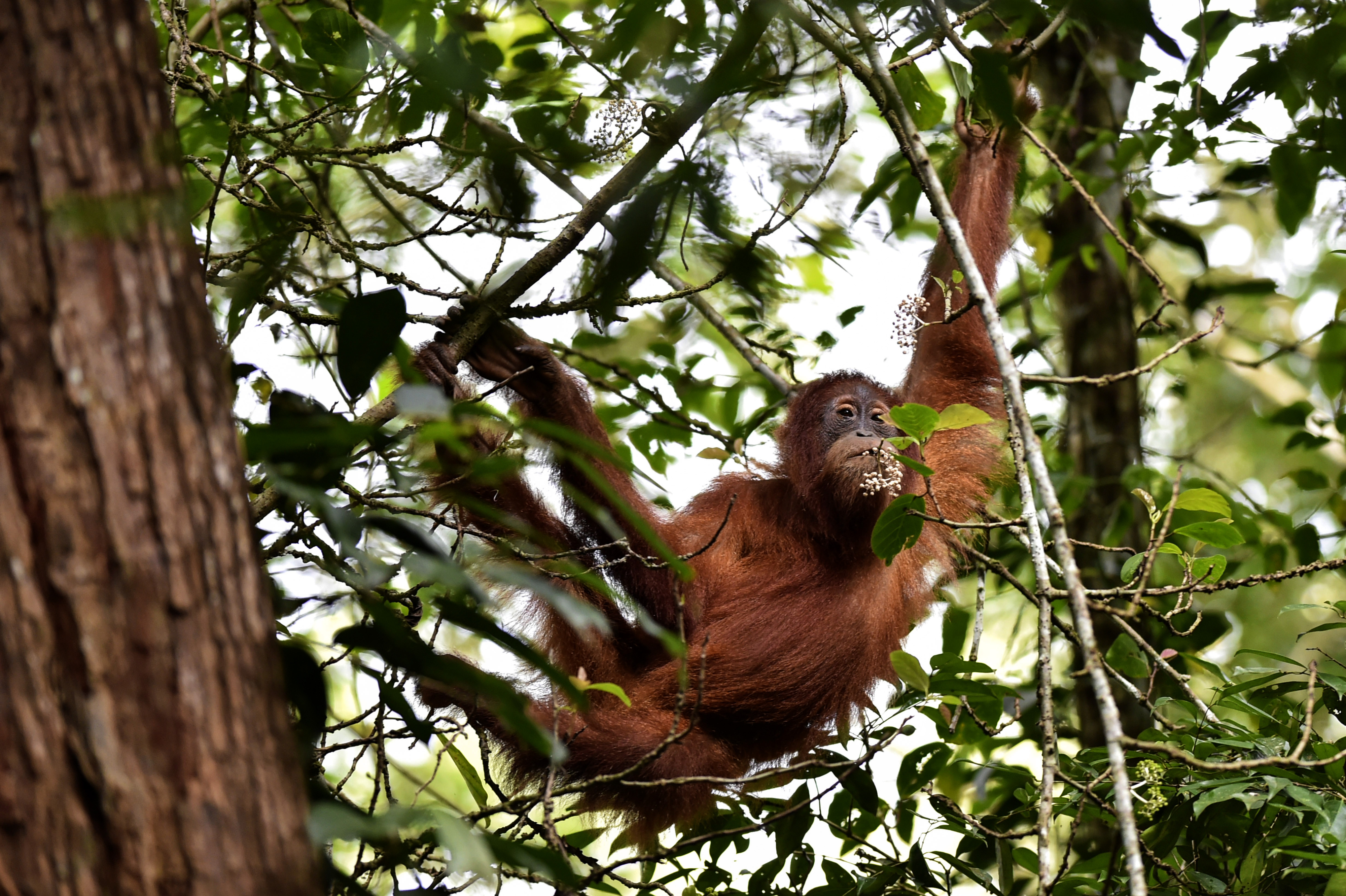 Indonesia devuelve a la vida salvaje a dos orangutanas