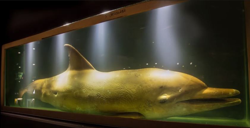 Museo oceanográfico celebra la vida marina