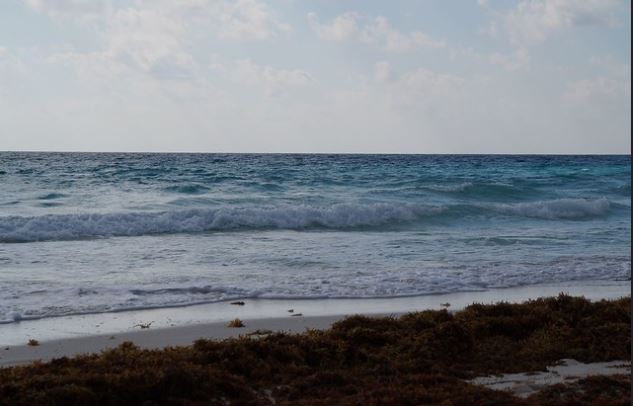 El sargazo daña la industria turística en el caribe mexicano