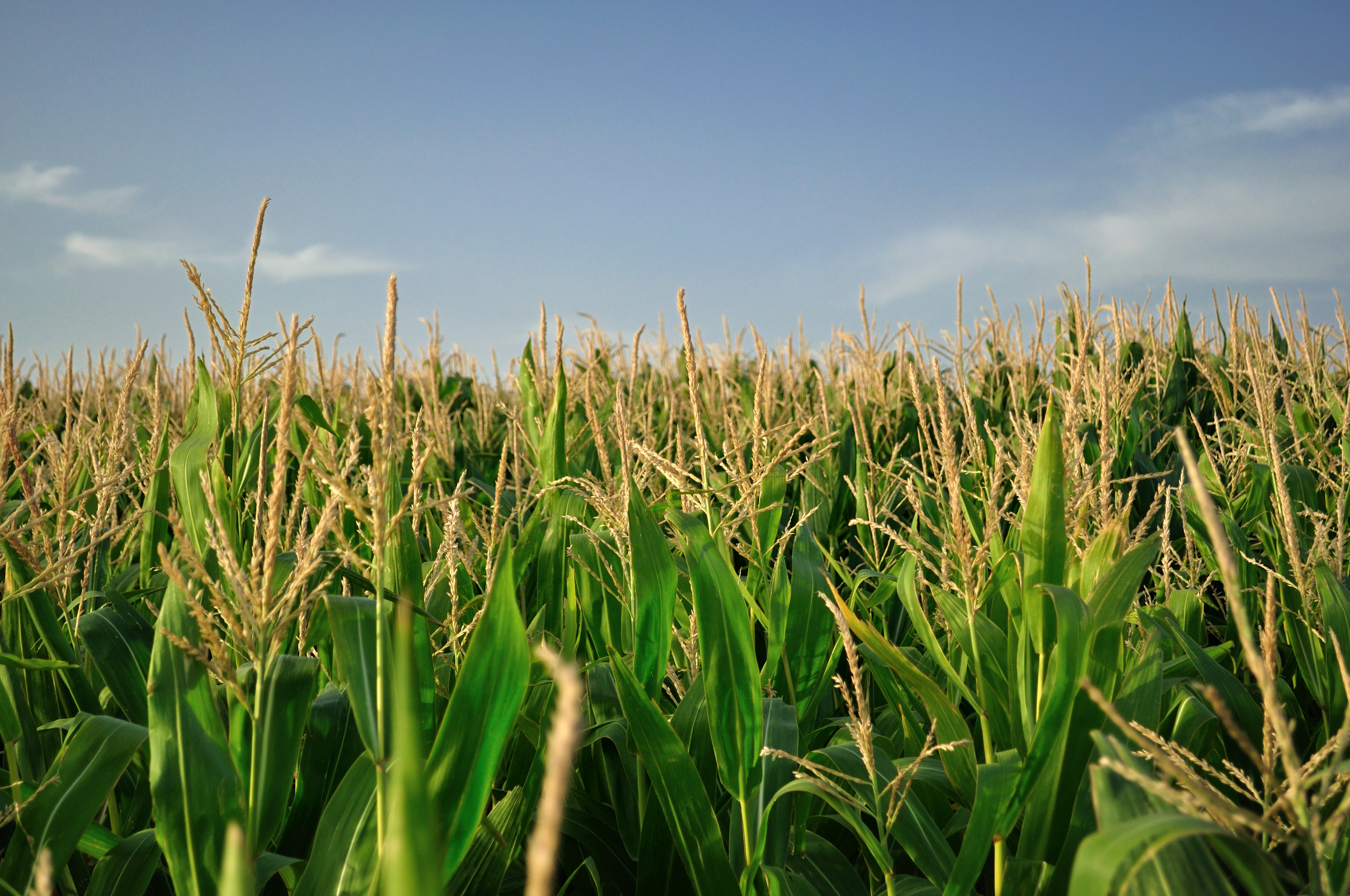 Agricultores incrementan sus ventas gracias a una aplicación