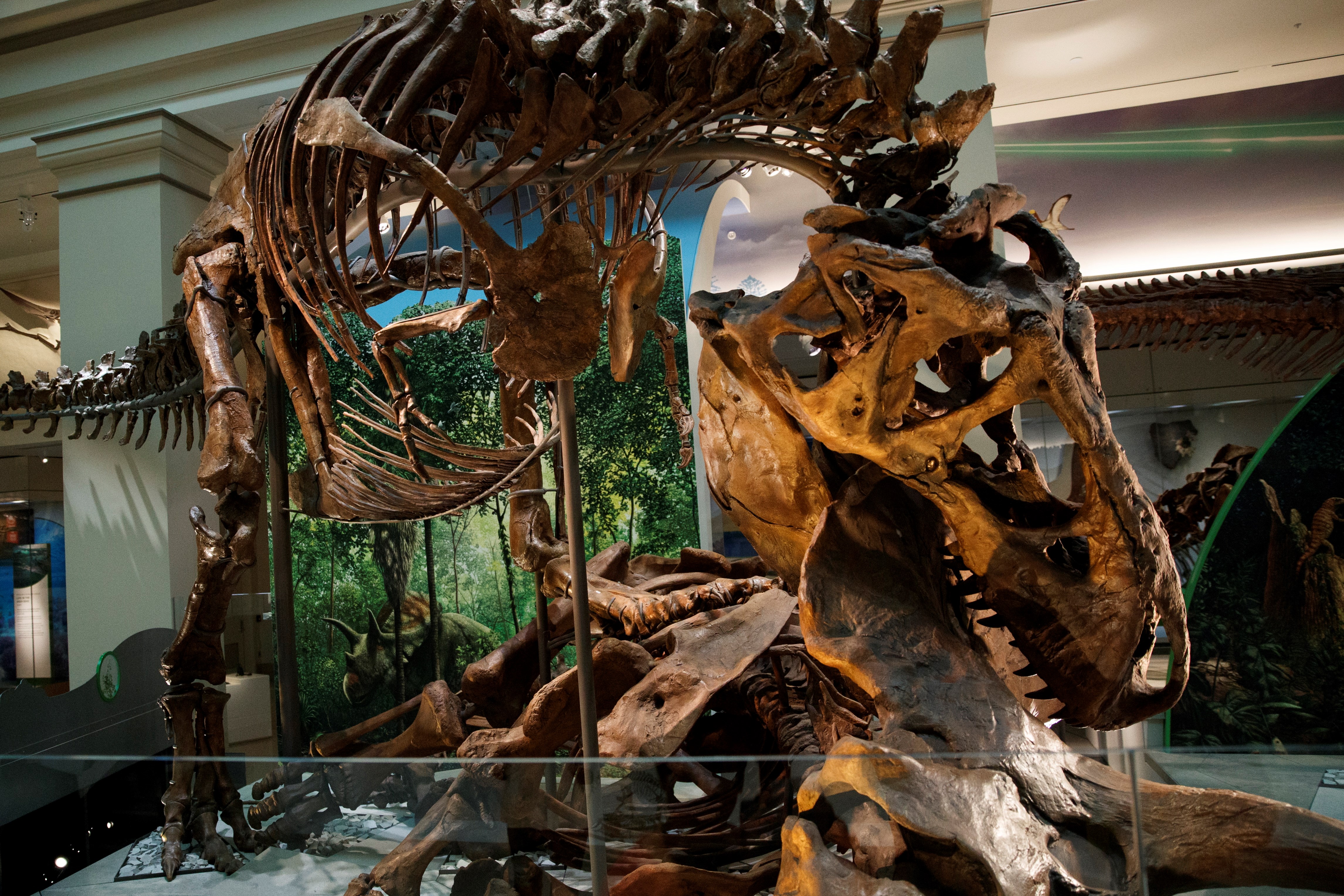 Museo de Washington mostrará un esqueleto auténtico de un «Tyrannosaurus rex»