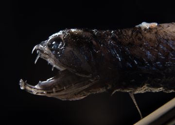 Un tipo de peces oculta la amenaza a sus presas con dientes transparentes