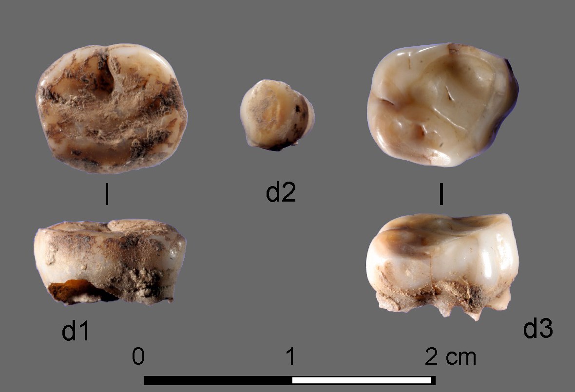 Descubren nuevo grupo humano que vivió en Siberia en la Edad de Hielo