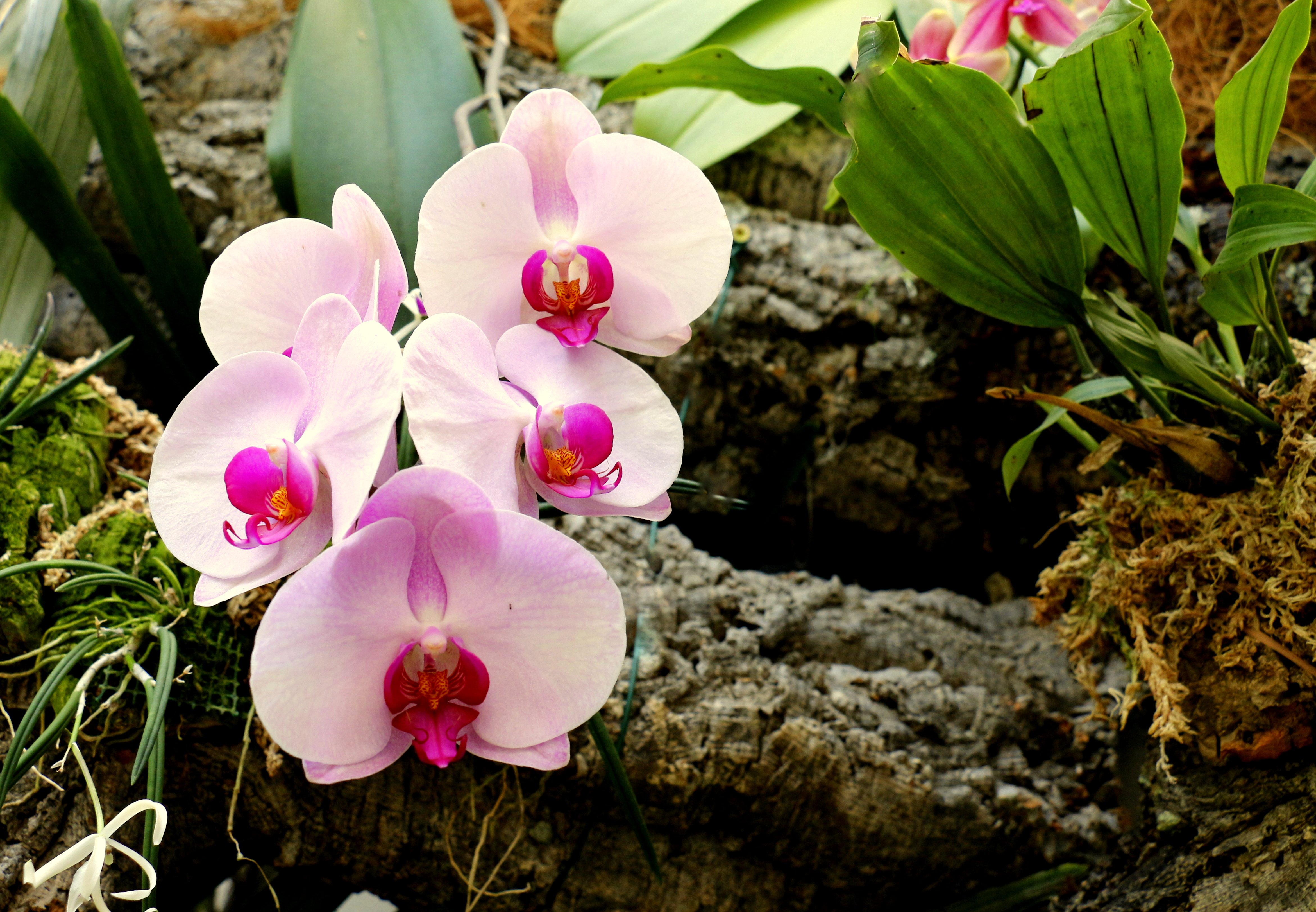 Colombia, un paraíso para la conservación de orquídeas