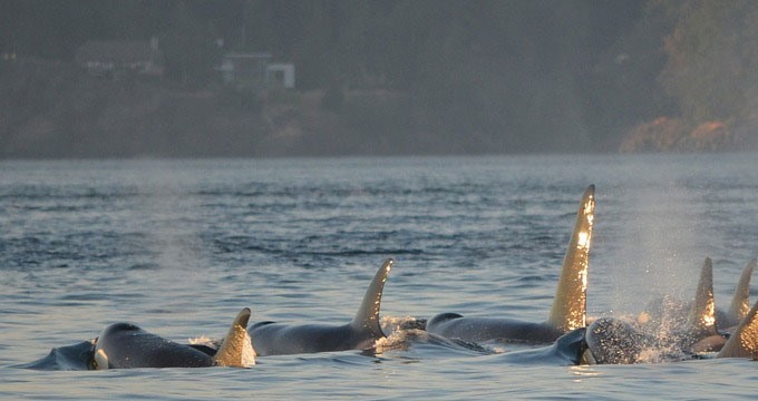 Orcas liberadas por Rusia, camino del mar Ojotsk