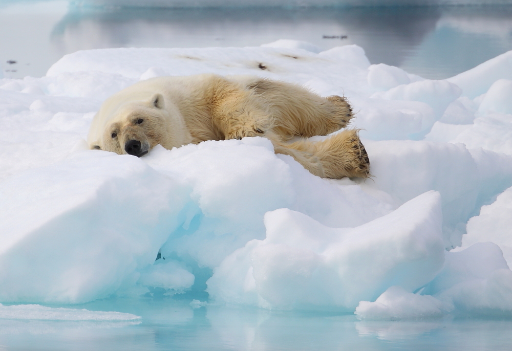 Científicos chinos diseñan aislante de calor inspirado en pelo de oso polar