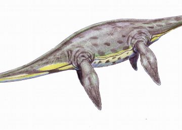 Reptil gigante hallado en la Antártida vivió poco antes de la gran extinción