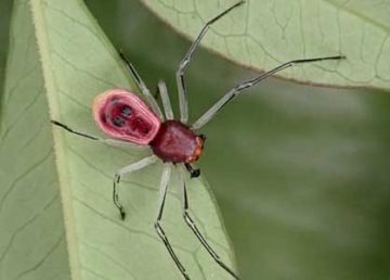 El científico Lin Yejie descubre nueva especie de araña