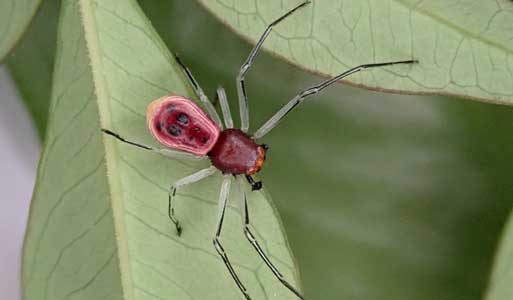 El científico Lin Yejie descubre nueva especie de araña