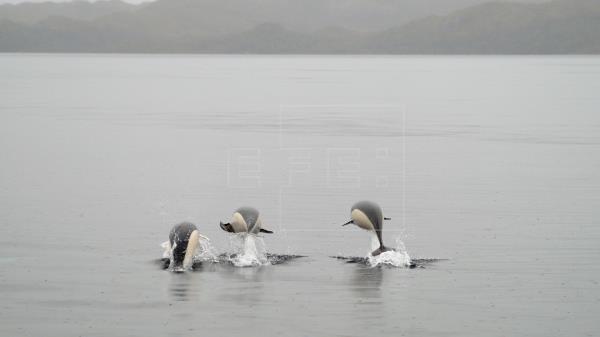 Avistan delfines lisos por primera vez en el estrecho de Magallanes