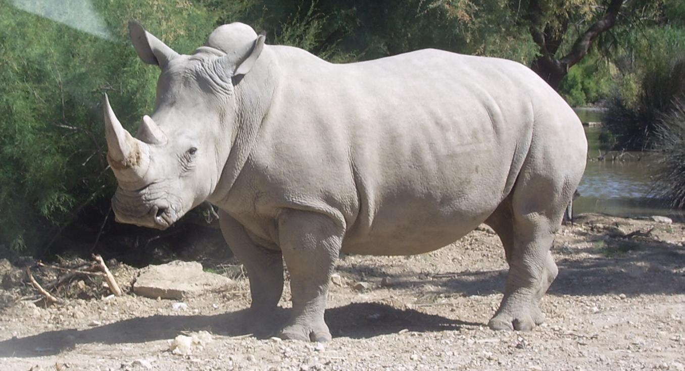 Científicos alemanes estudian doble vía para salvar a rinoceronte blanco