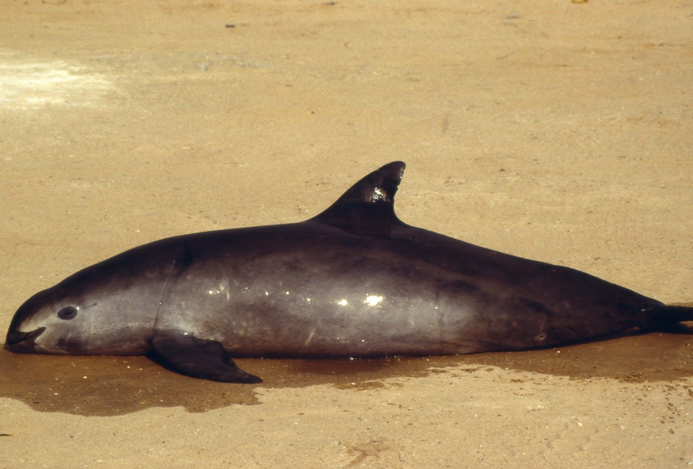 El hábitat de la vaquita marina declarado Patrimonio Mundial en peligro