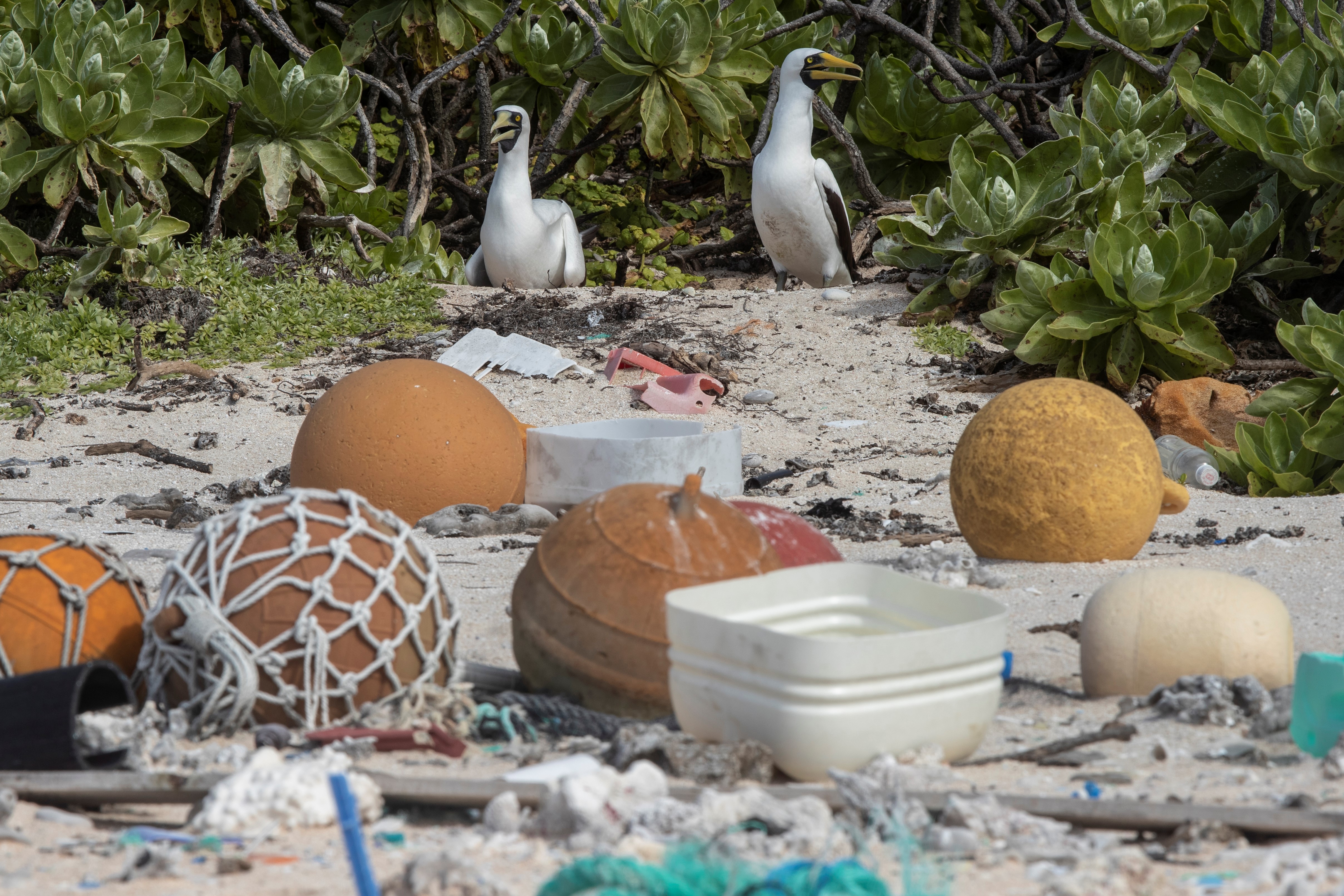 La Isla Henderson, en el Pacífico, paraíso arruinado por el plástico