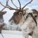 Hambruna causa muerte de 200 renos en archipiélago noruego