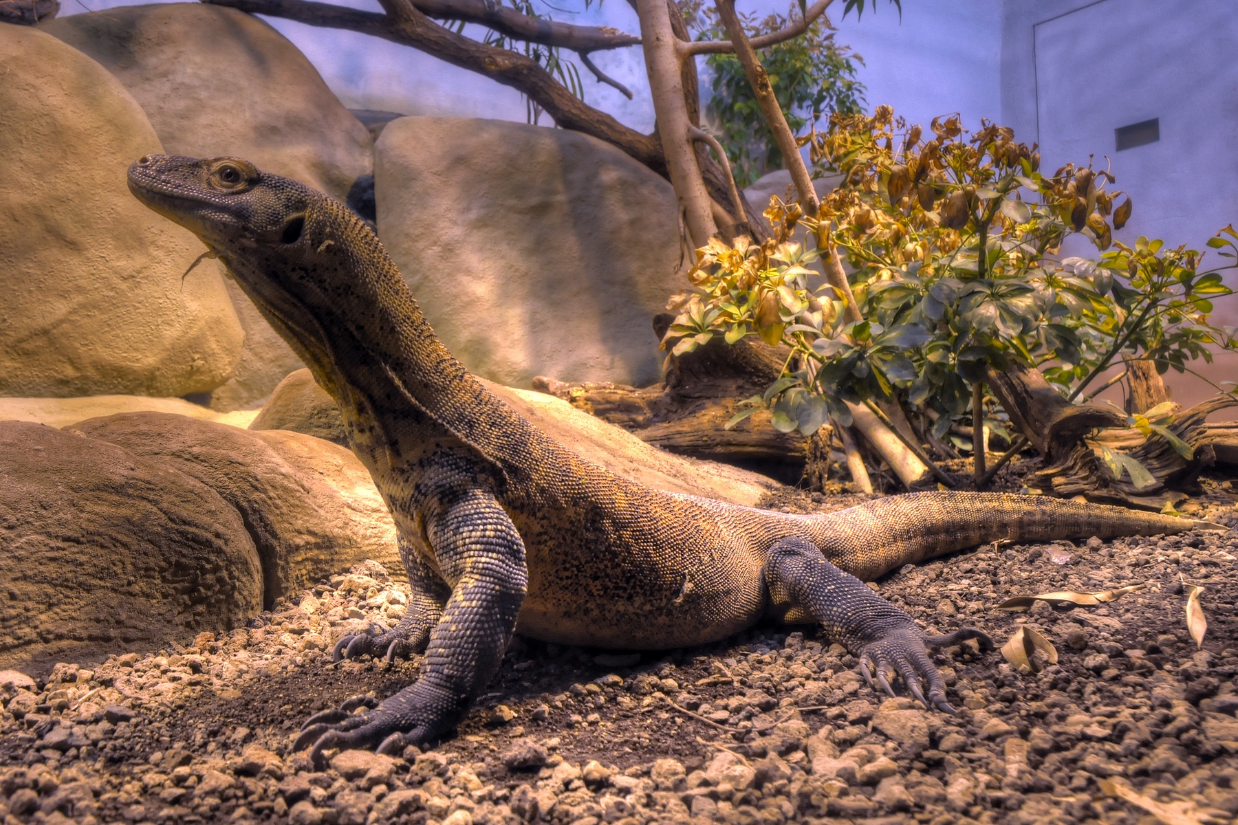 Científicos muestran por primera vez el genoma del dragón de Komodo