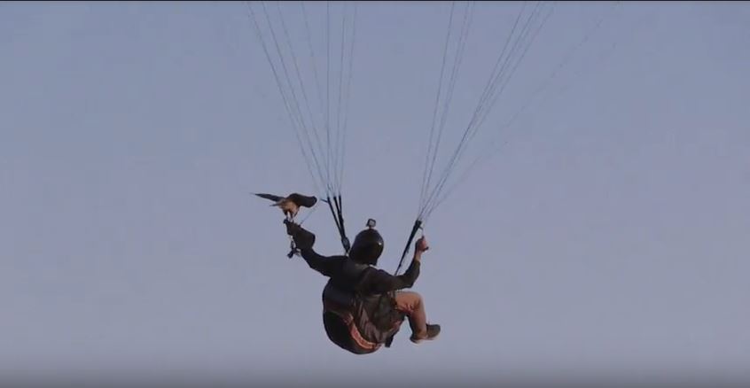 Halcón y fotógrafo, compañeros de vuelo 