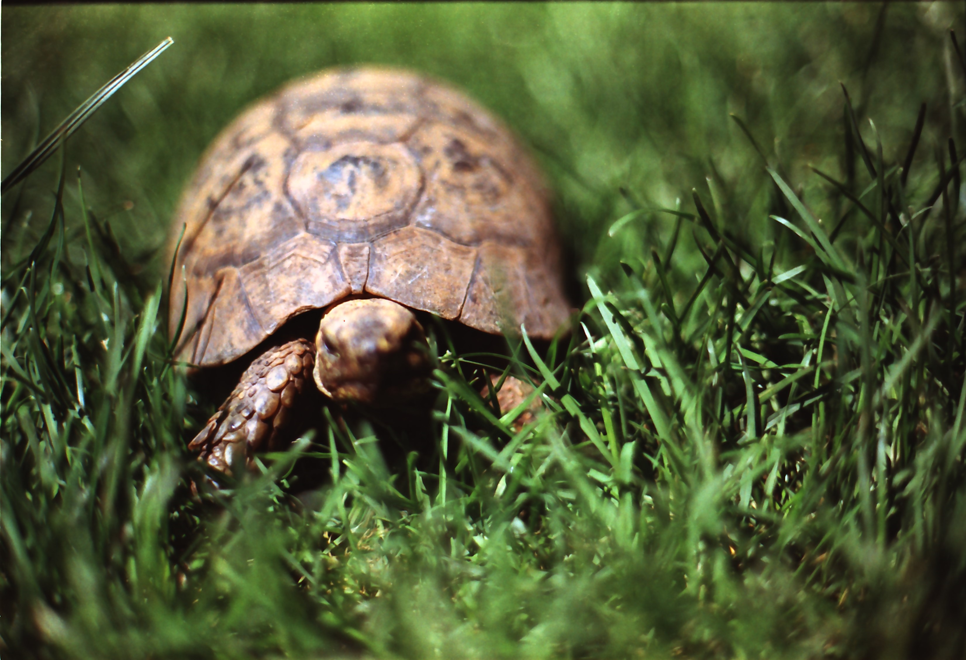 Liberan tortugas de un programa de reproducción en Galápagos