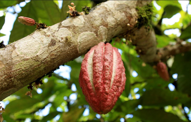 El cacao como impulsor del campo colombiano